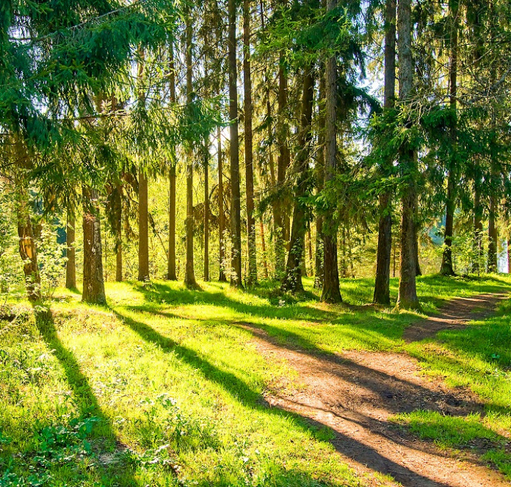 Las iglasty, ścieżka w lecie, słońce prześwitujące pomiędzy rzucającymi cień drzewami